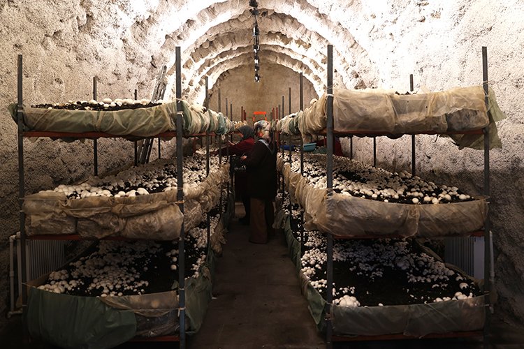 Kooperatif kuran girişimci kadınlar kaya odalarda mantar üretiyor
