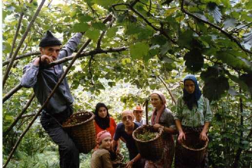 Şirket Alternatifi olan Kooperatifler Kapitalizme de Alternatif midir? / Adnan Çobanoğlu